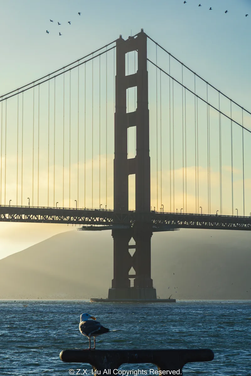 seagull with golden gate bridge