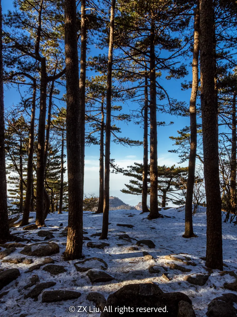 snow in woods