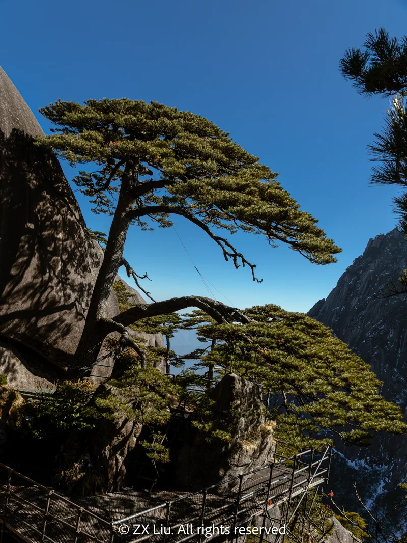 yingke pine