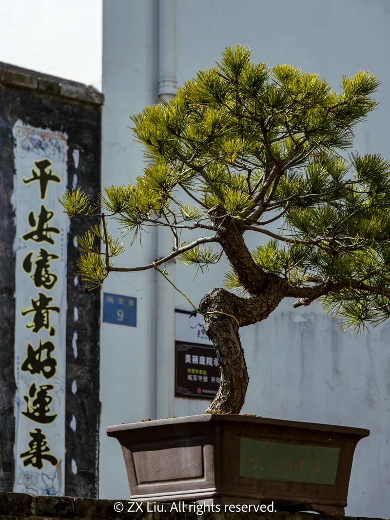 potted plant